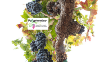 NutraIngredients article sets Polyphenolics’ research apart from other studies on polyphenols